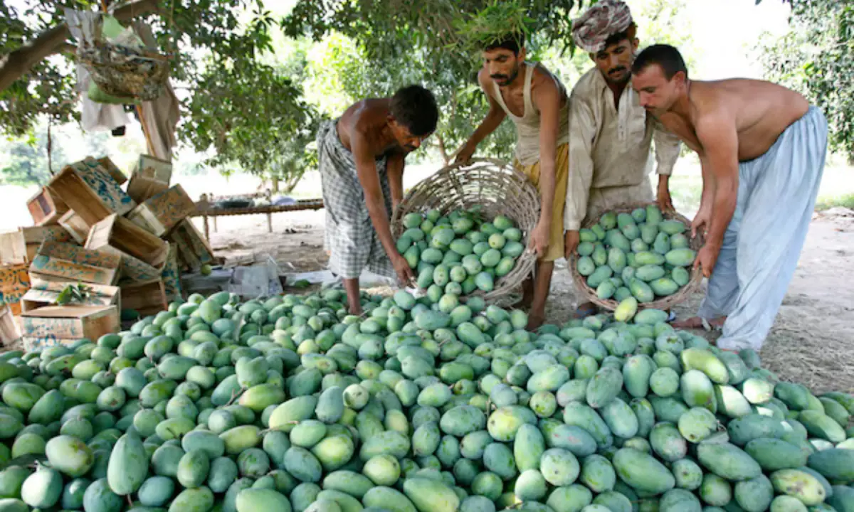 What’s eating Pakistan’s mangoes?