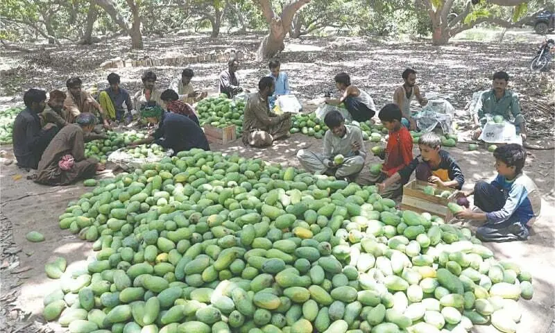 Artificial sweeteners hurting mango industry, NA b