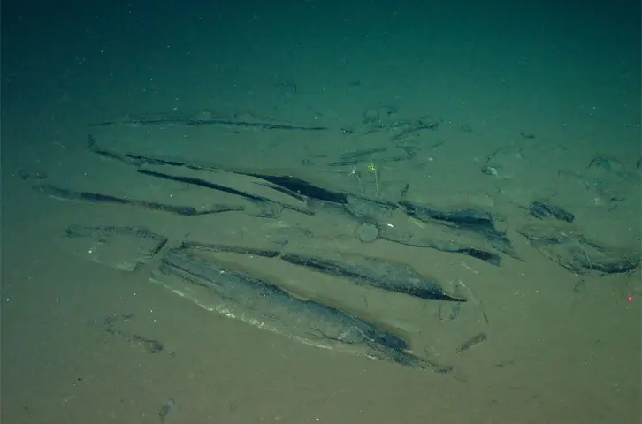 A VIEW of the world’s biggest known whale graveyard, seven kilometres under the sea on the deep seafloor in the Indian Ocean.—AFP