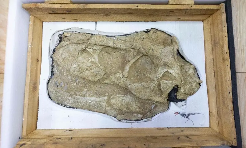 A Tarbosaurus dinosaur fossil is seen on display during a handover ceremony in Ulaanbaatar, the capital of Mongolia, on June 11, 2026. —AFP