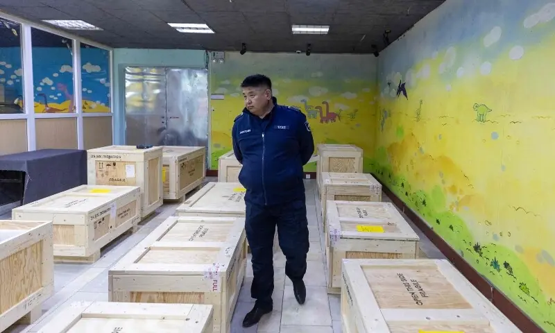 A Mongolian official walks past boxes of dinosaur fossils during a handover ceremony in Ulaanbaatar, the capital of Mongolia, on June 11, 2026. —AFP