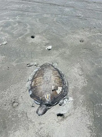 (CLOCKWISE) Workers inspect patches of spilled oil washed ashore along the coast of Gwadar; a cleanup worker holds a thick clump of toxic residue while a sea turtle lies on a beach contaminated with crude oil.—Dawn