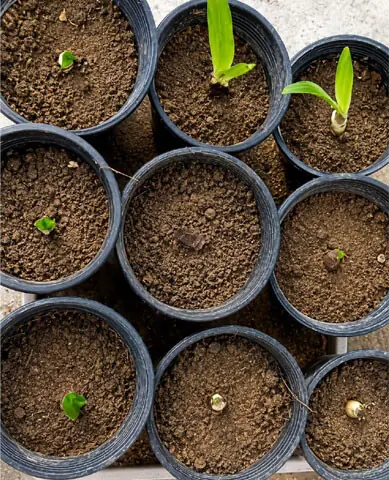 Amaryllis bulbs soaked in a solution of hydrogen peroxide before planting are likely to sprout faster