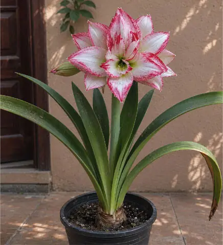 An amaryllis in bloom is a stunning sight and worth the effort | Photos by the writer