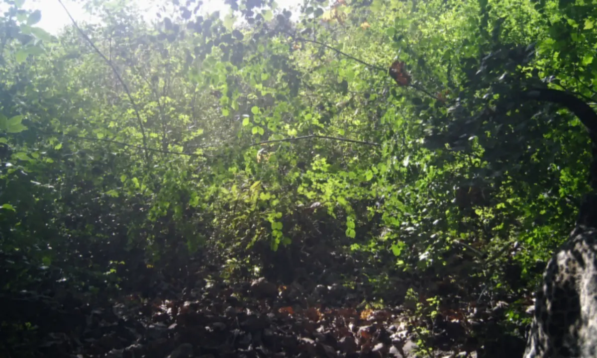  The first ever leopard photographed via camera trap in the Margallah Hills. The camera was too accidentally set too high so only a portion of the leopard was captured. Photo via Mohibullah Naveed. 