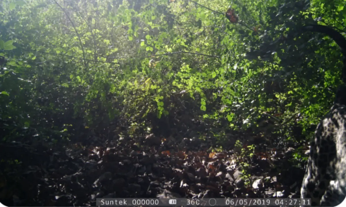  The first ever leopard photographed via camera trap in the Margallah Hills. The camera was accidentally set too high so only a portion of the leopard was captured. — Photo via Mohibullah Naveed. 