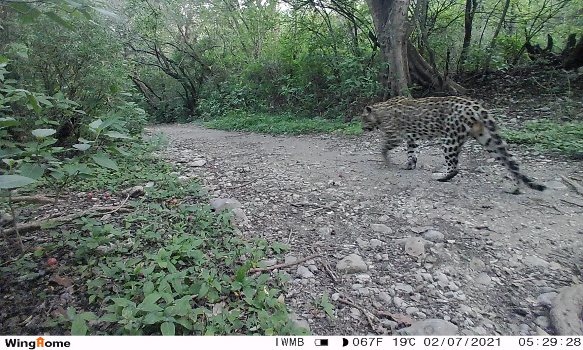 Shehzada on a prowl. He was first seen a few days after Shehzadi. — Photo via IWMB.