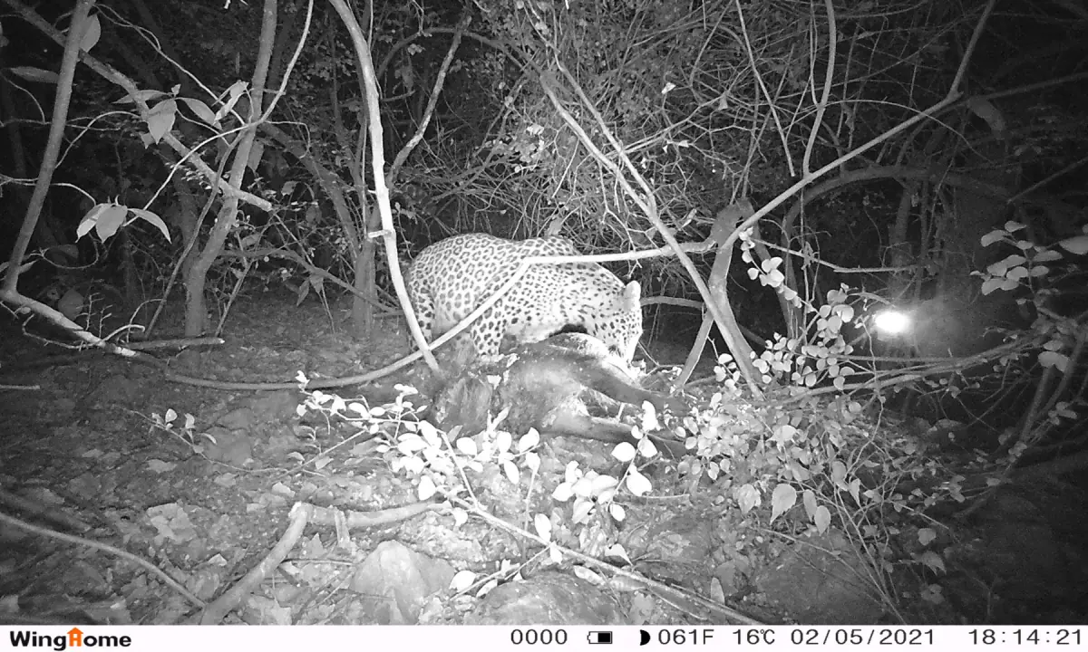 A leopard at a carcass from the previous day’s hunt. A camera trap can be seen flashing in the background. — Photo via IWMB.