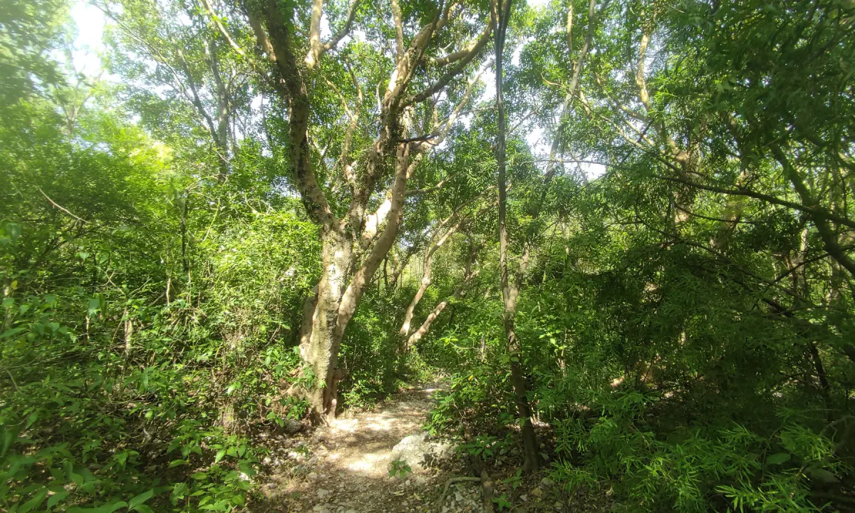 The trail is being reclaimed and is very narrow in places. — Photo via author.