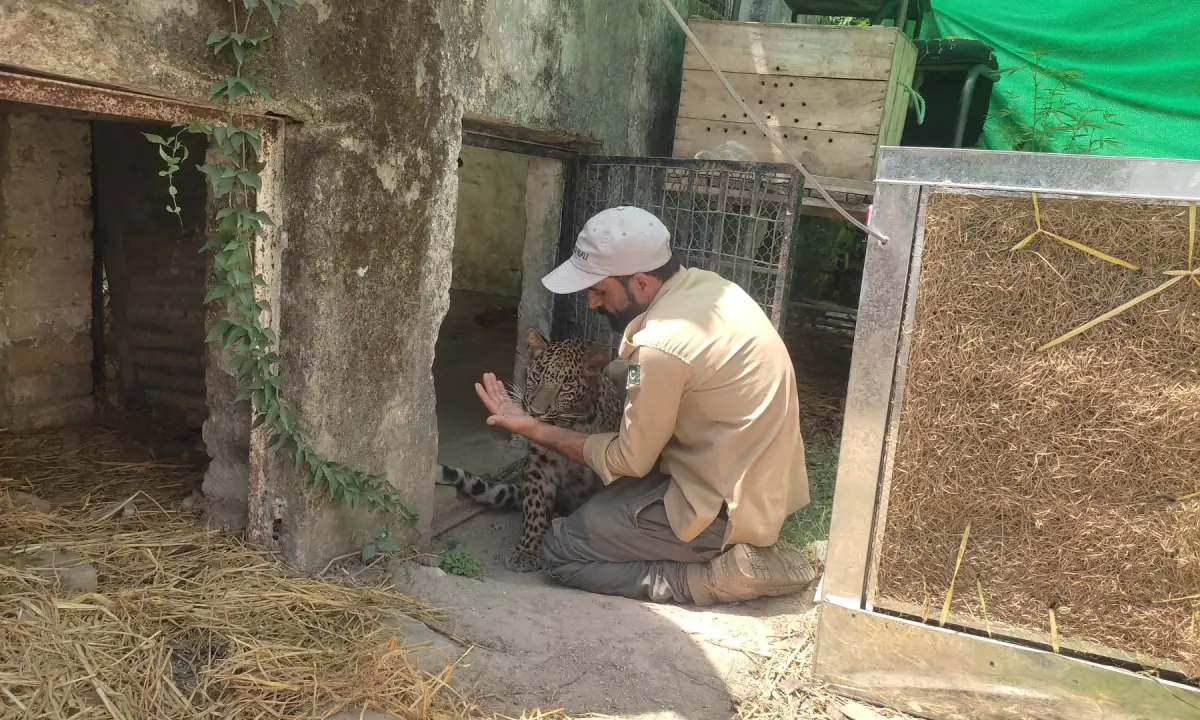 The leopard cub ‘Soldier’ with Wildlife Guard Muhammad Nawaz. — Photo via author.