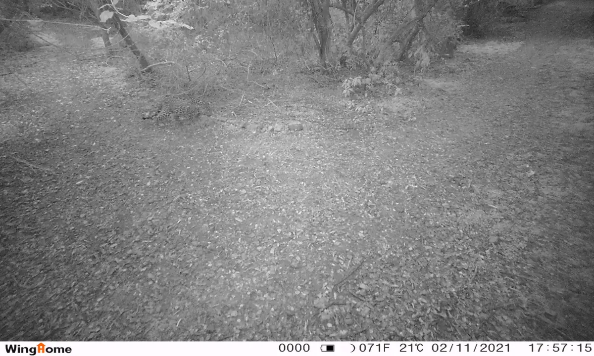  A close call. A leopard appeared minutes after wildlife officials installed a camera. — Photo via IWMB. 