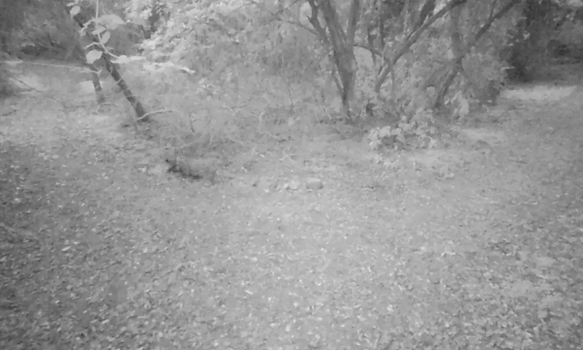 A leopard marking its territory. One of the most significant sights caught on camera. — Screengrab via IWMB