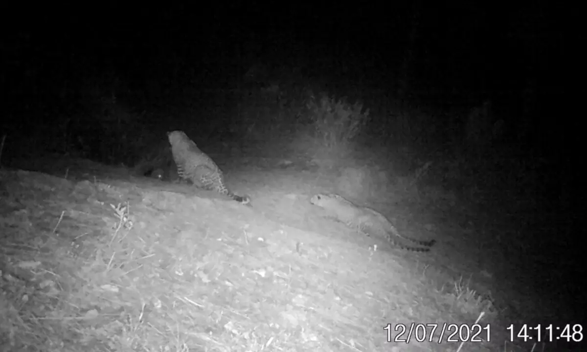 A mother teaches her cubs how to hunt a porcupine (seen extreme left). — Screengrab via IWMB.