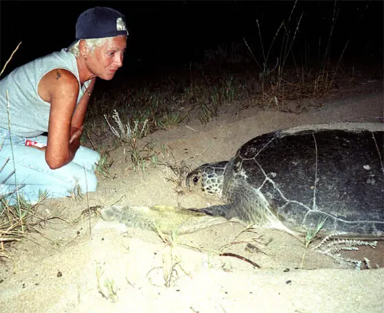 An Aug 12, 2002, photo shows Mona Khalil looking at a turtle at a coast in the southern Lebanese port city of Tyre.—AFP/file