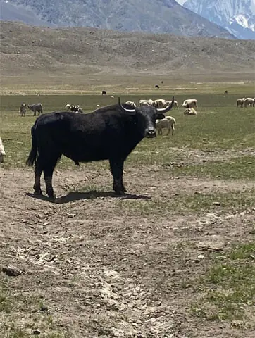  A yak grazes in Shandur, Upper Chitral. &mdash; Dawn  