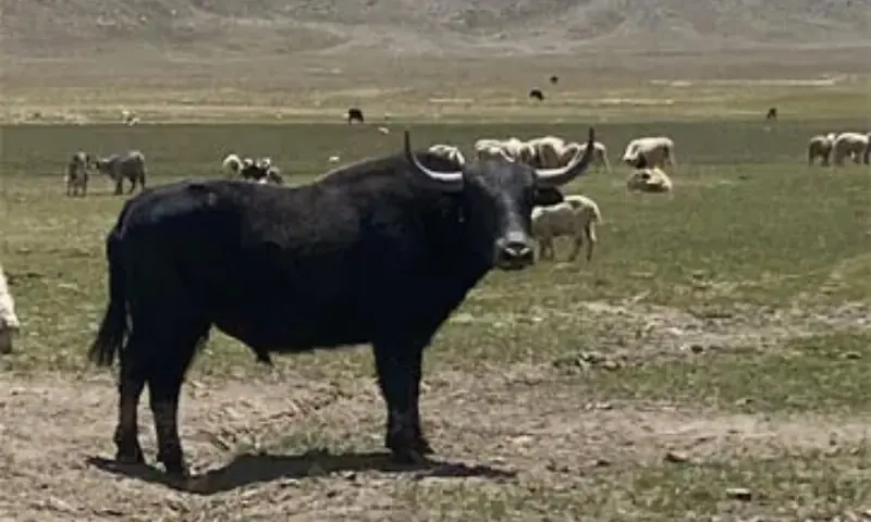 Solid waste left by tourists blamed  for yak deaths in Shandur