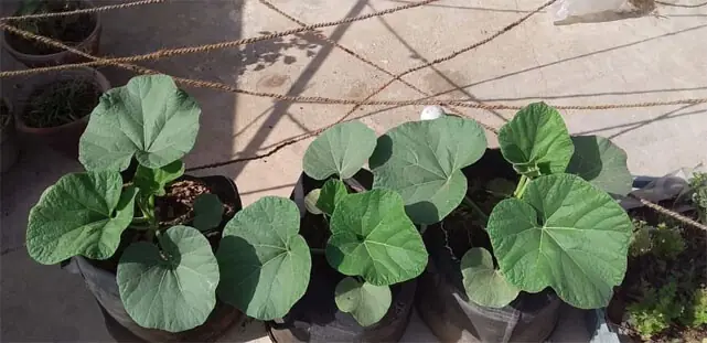 Small round bottle gourd plants thrive in direct sunlight | Photos by the writer