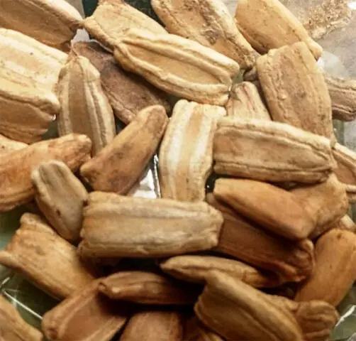 Dried seeds of round bottle gourd are flat, light brown and somewhat rectangular with uneven ends