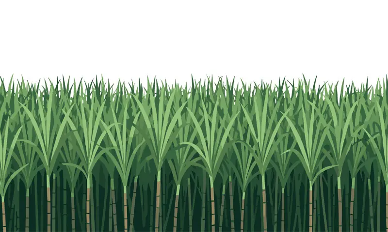 Sugarcane gains ground at cotton's expense