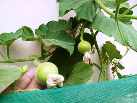 Small immature round bottle gourds appear on the stalk, just below the petals of the female flowers | Photos courtesy the writer