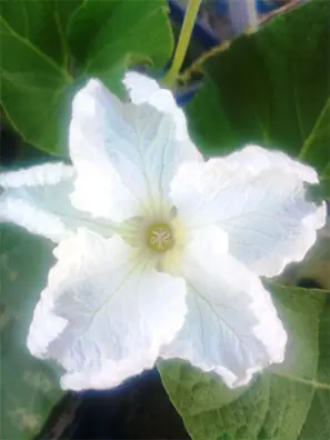 Flowers of the round bottle gourd bloom during late evening and night: this hinders pollination, as most pollinators that would help fertilise the flowers and result in fruit tend to appear during early morning through afternoon