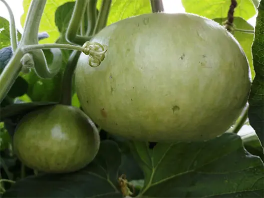 A single round bottle gourd vine grown in a 14-inch pot typically produces two to three good-sized fruits when fed with organic fertiliser