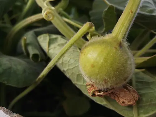 Tiny, light hairs appear on the surface of young round bottle gourds, indicating that they are ready for harvest | Photos by the writer