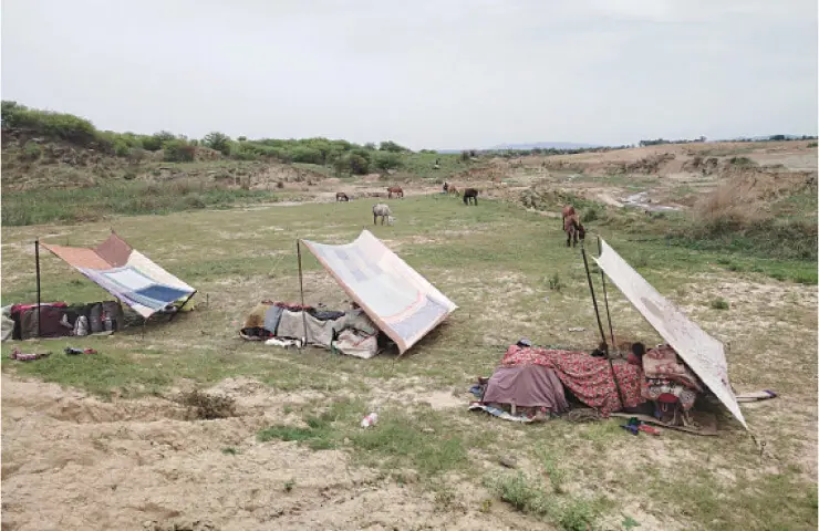 Makeshift tents dot the landscape after members of the Bakarwal tribe halt near Khanpur village in Chakwal. — Photos by the writer