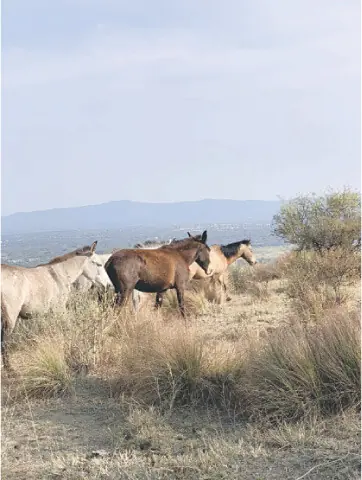 Mules roam in the Neeli Hills near Domeli village of Jhelum.
