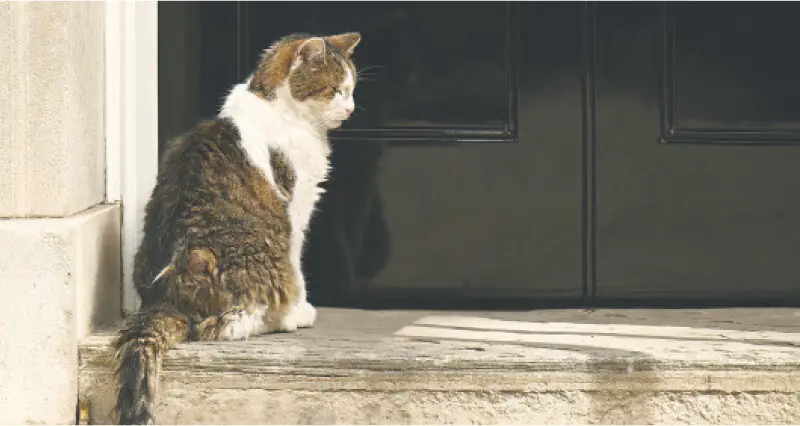 Larry the cat waits to be let into 10 Downing Street.—AFP