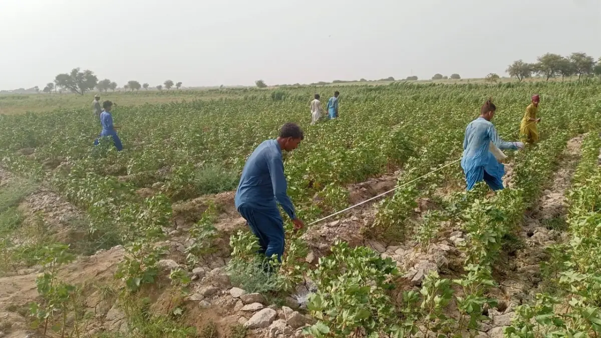 Farmers lining the land prior to sapling plantation, in Village Jameel Ahmed Dal, Mirpurkhas.