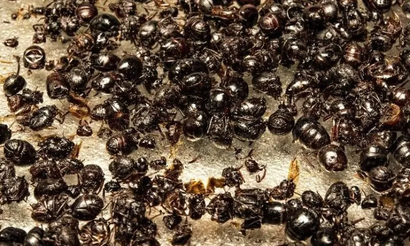 Owner of South Korea Michelin-starred restaurant faces jail for ant sorbet