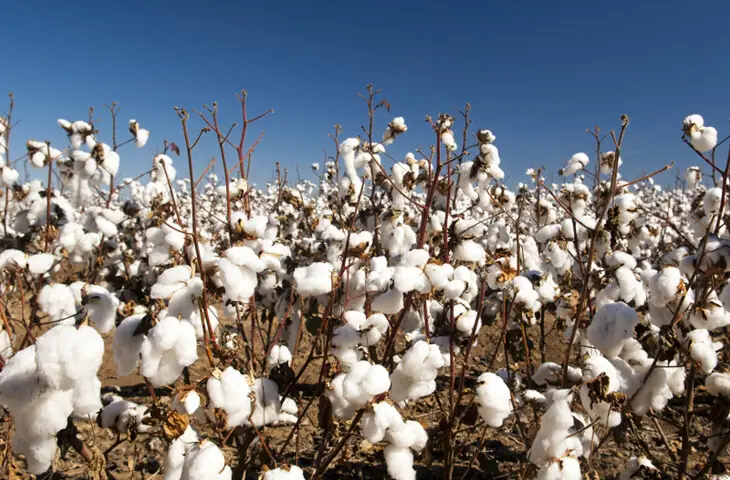  Textile industry has to spend $2-3bn annually on imports as lint production plunged to 6.85m bales in FY26 from 14m bales a few years back.&shy;&mdash;APP/file  