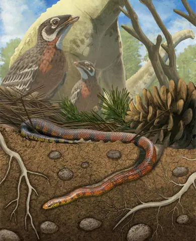 A RECONSTRUCTION of a snake from the Cretaceous Period, shown against a background of long-necked sauropod dinosaurs and the bird Navaornis.—Reuters
