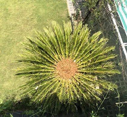 The browning at the centre of the kangi palm, known as crown rot, occurs when water repeatedly collects in the crown, especially if drainage is poor