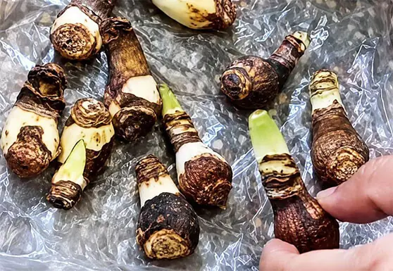 Spring is the ideal time to dig up amaryllis buds before planting them separately | Photos courtesy the writer