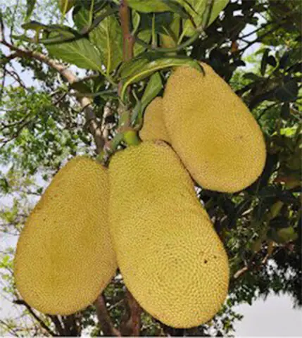 Ripe jackfruit waiting to be picked | Screengrabs