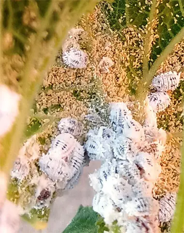 An infestation of white mealy bugs may require pruning of the infected part and applying a pesticide | Photos by the writer