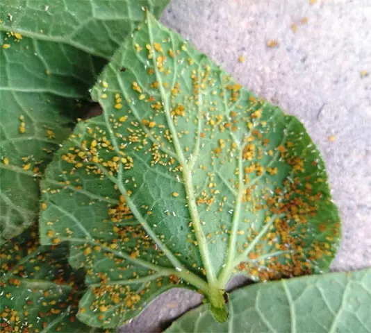 An aphid infestation causes orange specks to appear on the leaves of the round bottle gourd and may require pruning of the affected leaves