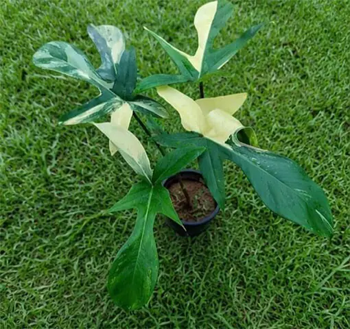 Philodendron Florida is immensely popular as an ornamental houseplant, used to beautify passages, corners and even living rooms with access to indirect light | Photos by the writer
