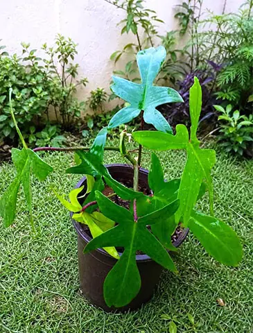 Philodendrons are relatively expensive and thrive in high humidity, while indoor air in many Pakistani cities is comparatively dry