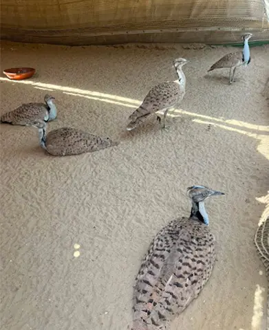   BAHAWALPUR: A view of houbara bustards at the Sheikh Mohamed bin Zayed Al-Nahyan Conservation and Breeding Centre. &mdash; Dawn 