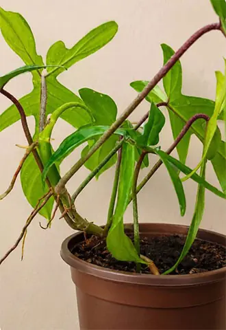  Aerial roots help the Philodendron Florida climb and can also absorb nutrients from the environment 