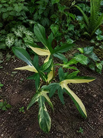  The multicoloured leaves of the plant make it a popular ornamental plant | Photos by the writer 