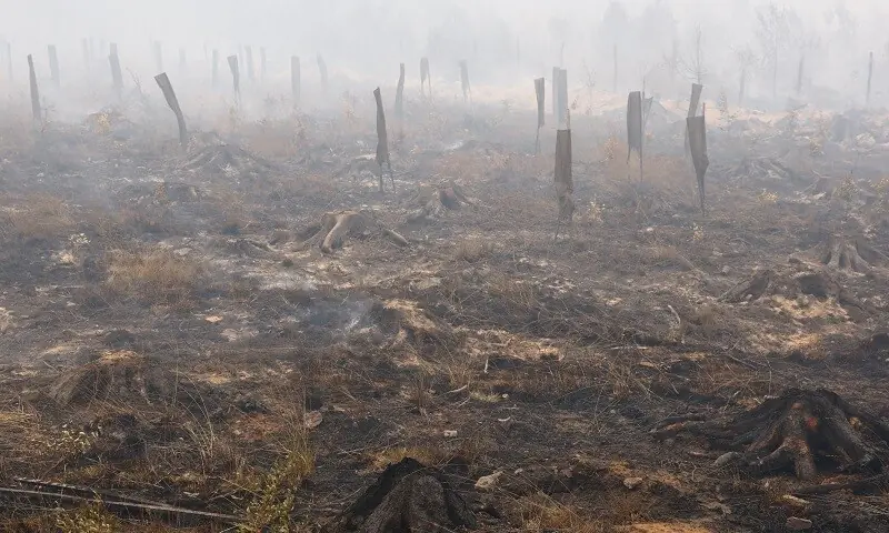 Burned tree stumps in the area affected by wildfire near Malmedy, Belgium, August 16, 2026. — Reuters