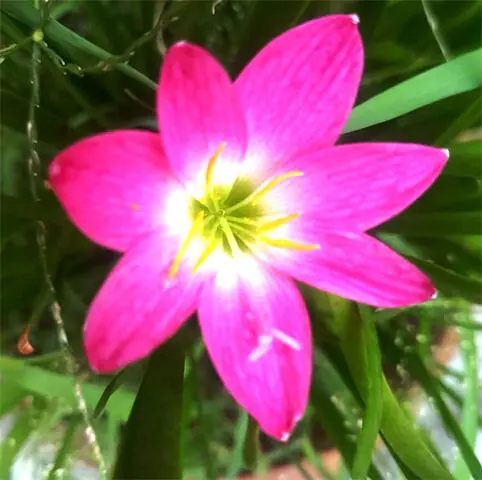  A rain lily blooms a few days after rainfall in Karachi | Photos by the writer  