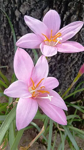  A light drizzle results in flowers blooming on the sidewalk in Islamabad 