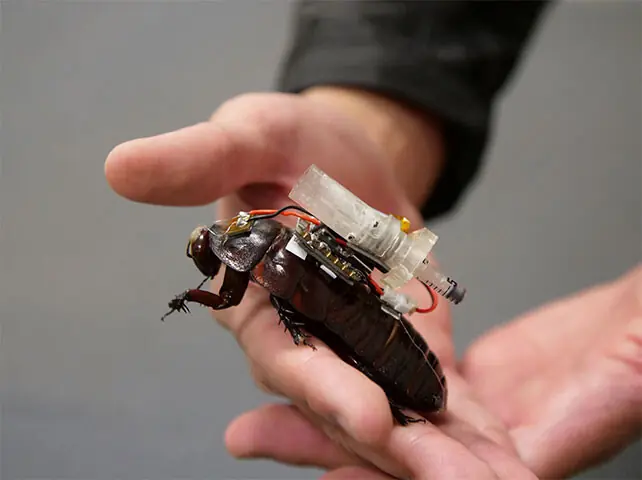 A RESEARCHER holds a cyborg giant burrowing cockroach fitted with a human-supervised auto-injection mechanism.—Reuters