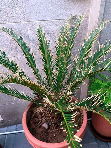 The curled fronds of the cycad plant with jagged, uneven edges may be caused by a nutrient deficiency