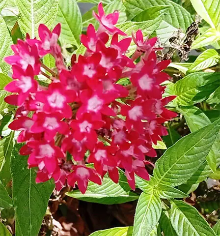 The pentas plant can be propagated by planting its cutting in a small pot | Photos courtesy the writer